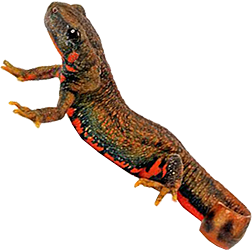 Chuxiong Fire-bellied